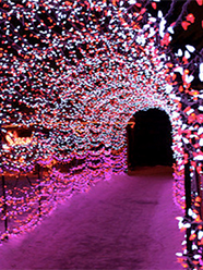 Garden Glow